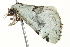  ( - BIOUG02079-A06)  @13 [ ] CreativeCommons - Attribution (2012) CBG Photography Group Centre for Biodiversity Genomics