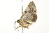  ( - BIOUG02079-A07)  @12 [ ] CreativeCommons - Attribution (2012) CBG Photography Group Centre for Biodiversity Genomics