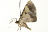  ( - BIOUG02079-A11)  @12 [ ] CreativeCommons - Attribution (2012) CBG Photography Group Centre for Biodiversity Genomics