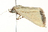  ( - BIOUG02079-B02)  @13 [ ] CreativeCommons - Attribution (2012) CBG Photography Group Centre for Biodiversity Genomics