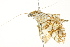  ( - BIOUG02079-B06)  @12 [ ] CreativeCommons - Attribution (2012) CBG Photography Group Centre for Biodiversity Genomics