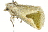 ( - BIOUG02079-C10)  @13 [ ] CreativeCommons - Attribution (2012) CBG Photography Group Centre for Biodiversity Genomics