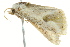  ( - BIOUG02079-G02)  @13 [ ] CreativeCommons - Attribution (2012) CBG Photography Group Centre for Biodiversity Genomics