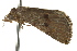  ( - BIOUG02080-B01)  @12 [ ] CreativeCommons - Attribution (2012) CBG Photography Group Centre for Biodiversity Genomics