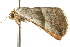  ( - BIOUG02080-B07)  @12 [ ] CreativeCommons - Attribution (2012) CBG Photography Group Centre for Biodiversity Genomics