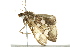  ( - BIOUG02082-A08)  @12 [ ] CreativeCommons - Attribution (2012) CBG Photography Group Centre for Biodiversity Genomics