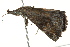  ( - BIOUG02082-B04)  @12 [ ] CreativeCommons - Attribution (2012) CBG Photography Group Centre for Biodiversity Genomics