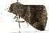  ( - BIOUG02082-B06)  @12 [ ] CreativeCommons - Attribution (2012) CBG Photography Group Centre for Biodiversity Genomics