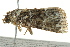 ( - BIOUG02082-C03)  @12 [ ] CreativeCommons - Attribution (2012) CBG Photography Group Centre for Biodiversity Genomics