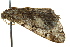  ( - BIOUG02082-D11)  @12 [ ] CreativeCommons - Attribution (2012) CBG Photography Group Centre for Biodiversity Genomics