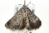  (Plecoptera cf. rufirena - BIOUG02082-E10)  @12 [ ] CreativeCommons - Attribution (2012) CBG Photography Group Centre for Biodiversity Genomics