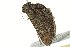  ( - BIOUG02082-E11)  @12 [ ] CreativeCommons - Attribution (2012) CBG Photography Group Centre for Biodiversity Genomics