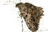  ( - BIOUG02082-F06)  @12 [ ] CreativeCommons - Attribution (2012) CBG Photography Group Centre for Biodiversity Genomics
