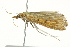  ( - BIOUG02082-G04)  @12 [ ] CreativeCommons - Attribution (2012) CBG Photography Group Centre for Biodiversity Genomics