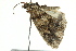  ( - BIOUG02082-H09)  @12 [ ] CreativeCommons - Attribution (2012) CBG Photography Group Centre for Biodiversity Genomics