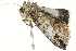  ( - BIOUG02083-B07)  @12 [ ] CreativeCommons - Attribution (2012) CBG Photography Group Centre for Biodiversity Genomics