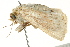  (Leucania phaea - BIOUG02083-C04)  @14 [ ] CreativeCommons - Attribution (2012) CBG Photography Group Centre for Biodiversity Genomics