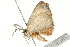  ( - BIOUG02083-C07)  @13 [ ] CreativeCommons - Attribution (2012) CBG Photography Group Centre for Biodiversity Genomics
