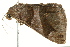 ( - BIOUG02083-E01)  @12 [ ] CreativeCommons - Attribution (2012) CBG Photography Group Centre for Biodiversity Genomics