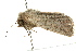  (Mythimna longivittata - BIOUG02083-E11)  @12 [ ] CreativeCommons - Attribution (2012) CBG Photography Group Centre for Biodiversity Genomics