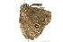  ( - BIOUG02083-G01)  @12 [ ] CreativeCommons - Attribution (2012) CBG Photography Group Centre for Biodiversity Genomics
