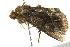  (Tracheplexia lucia - BIOUG02083-G05)  @13 [ ] CreativeCommons - Attribution (2012) CBG Photography Group Centre for Biodiversity Genomics