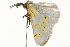  ( - BIOUG02083-G10)  @12 [ ] CreativeCommons - Attribution (2012) CBG Photography Group Centre for Biodiversity Genomics
