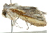  ( - BIOUG02083-H07)  @12 [ ] CreativeCommons - Attribution (2012) CBG Photography Group Centre for Biodiversity Genomics