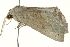  ( - BIOUG02083-H08)  @12 [ ] CreativeCommons - Attribution (2012) CBG Photography Group Centre for Biodiversity Genomics