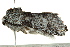  (Pararethona - BIOUG02083-H11)  @13 [ ] CreativeCommons - Attribution (2012) CBG Photography Group Centre for Biodiversity Genomics