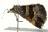  ( - BIOUG02084-A01)  @12 [ ] CreativeCommons - Attribution (2012) CBG Photography Group Centre for Biodiversity Genomics