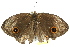  ( - BIOUG02084-C01)  @12 [ ] CreativeCommons - Attribution (2012) CBG Photography Group Centre for Biodiversity Genomics