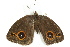  ( - BIOUG02084-C02)  @12 [ ] CreativeCommons - Attribution (2012) CBG Photography Group Centre for Biodiversity Genomics
