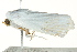 ( - BIOUG02084-C06)  @12 [ ] CreativeCommons - Attribution (2012) CBG Photography Group Centre for Biodiversity Genomics