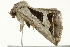  ( - BIOUG02084-D01)  @12 [ ] CreativeCommons - Attribution (2012) CBG Photography Group Centre for Biodiversity Genomics