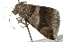  ( - BIOUG02084-D03)  @12 [ ] CreativeCommons - Attribution (2012) CBG Photography Group Centre for Biodiversity Genomics