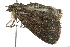  ( - BIOUG02084-D06)  @12 [ ] CreativeCommons - Attribution (2012) CBG Photography Group Centre for Biodiversity Genomics
