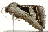  ( - BIOUG02084-D10)  @12 [ ] CreativeCommons - Attribution (2012) CBG Photography Group Centre for Biodiversity Genomics