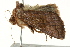  (Thysanoplusia ablusa - BIOUG02084-E10)  @12 [ ] CreativeCommons - Attribution (2012) CBG Photography Group Centre for Biodiversity Genomics