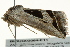 ( - BIOUG02084-E11)  @12 [ ] CreativeCommons - Attribution (2012) CBG Photography Group Centre for Biodiversity Genomics