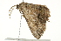  ( - BIOUG02084-F03)  @12 [ ] CreativeCommons - Attribution (2012) CBG Photography Group Centre for Biodiversity Genomics