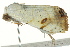  ( - BIOUG02084-G01)  @12 [ ] CreativeCommons - Attribution (2012) CBG Photography Group Centre for Biodiversity Genomics