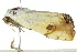  ( - BIOUG02084-G03)  @12 [ ] CreativeCommons - Attribution (2012) CBG Photography Group Centre for Biodiversity Genomics
