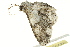  ( - BIOUG02084-G12)  @12 [ ] CreativeCommons - Attribution (2012) CBG Photography Group Centre for Biodiversity Genomics