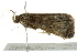  (Naarda flavisignata - BIOUG02084-H06)  @13 [ ] CreativeCommons - Attribution (2012) CBG Photography Group Centre for Biodiversity Genomics
