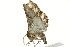  ( - BIOUG02084-H08)  @12 [ ] CreativeCommons - Attribution (2012) CBG Photography Group Centre for Biodiversity Genomics