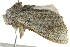  ( - BIOUG02085-A02)  @12 [ ] CreativeCommons - Attribution (2012) CBG Photography Group Centre for Biodiversity Genomics