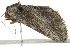  ( - BIOUG02085-A06)  @13 [ ] CreativeCommons - Attribution (2012) CBG Photography Group Centre for Biodiversity Genomics
