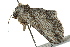  ( - BIOUG02085-A11)  @13 [ ] CreativeCommons - Attribution (2012) CBG Photography Group Centre for Biodiversity Genomics