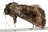  (Omphalestra mesomelana - BIOUG02085-A12)  @12 [ ] CreativeCommons - Attribution (2012) CBG Photography Group Centre for Biodiversity Genomics